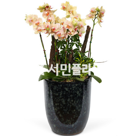봄날호접