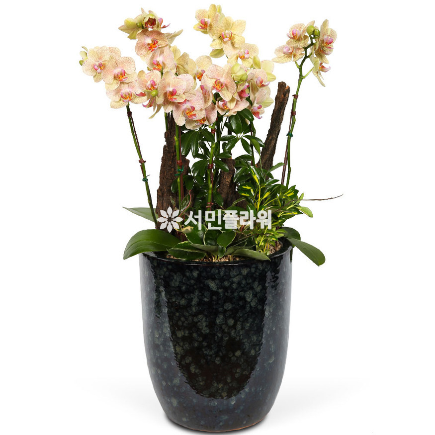 상세이미지