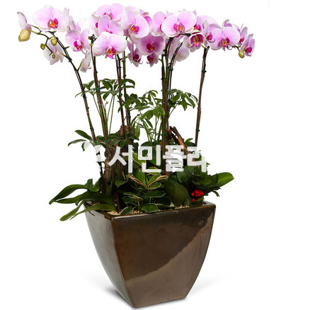스트로베리 사각분