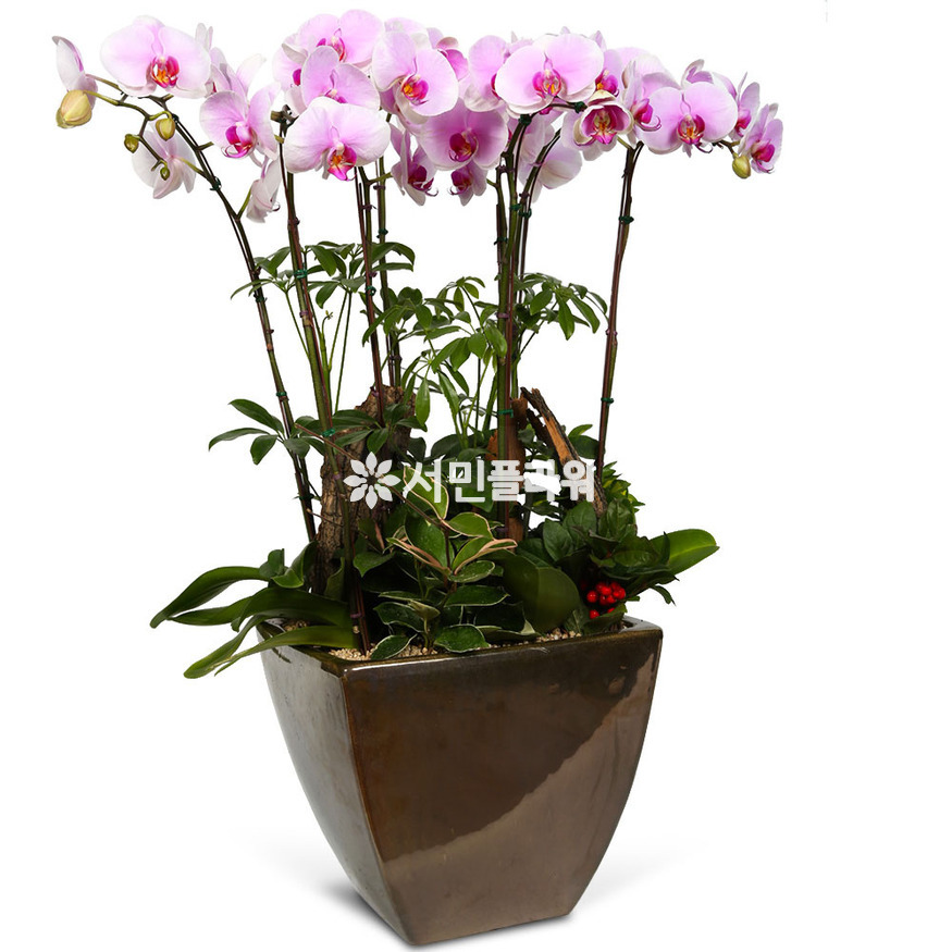 상세이미지