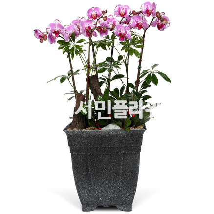 호접란f6033