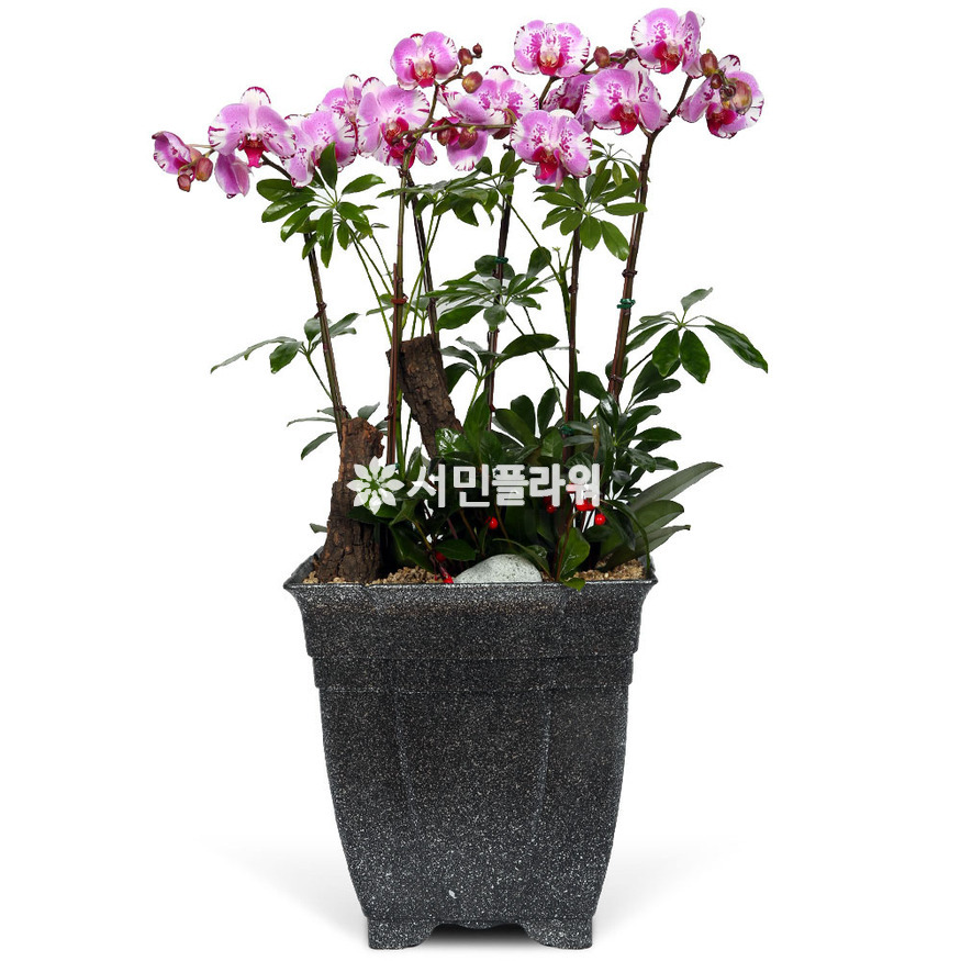 상세이미지