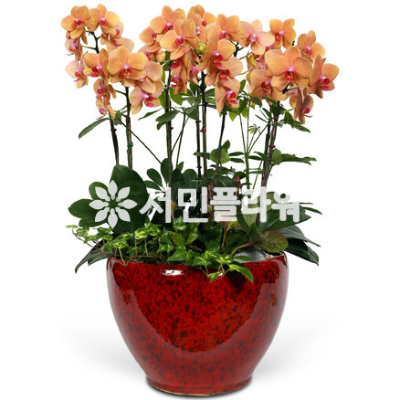호접란-오렌지