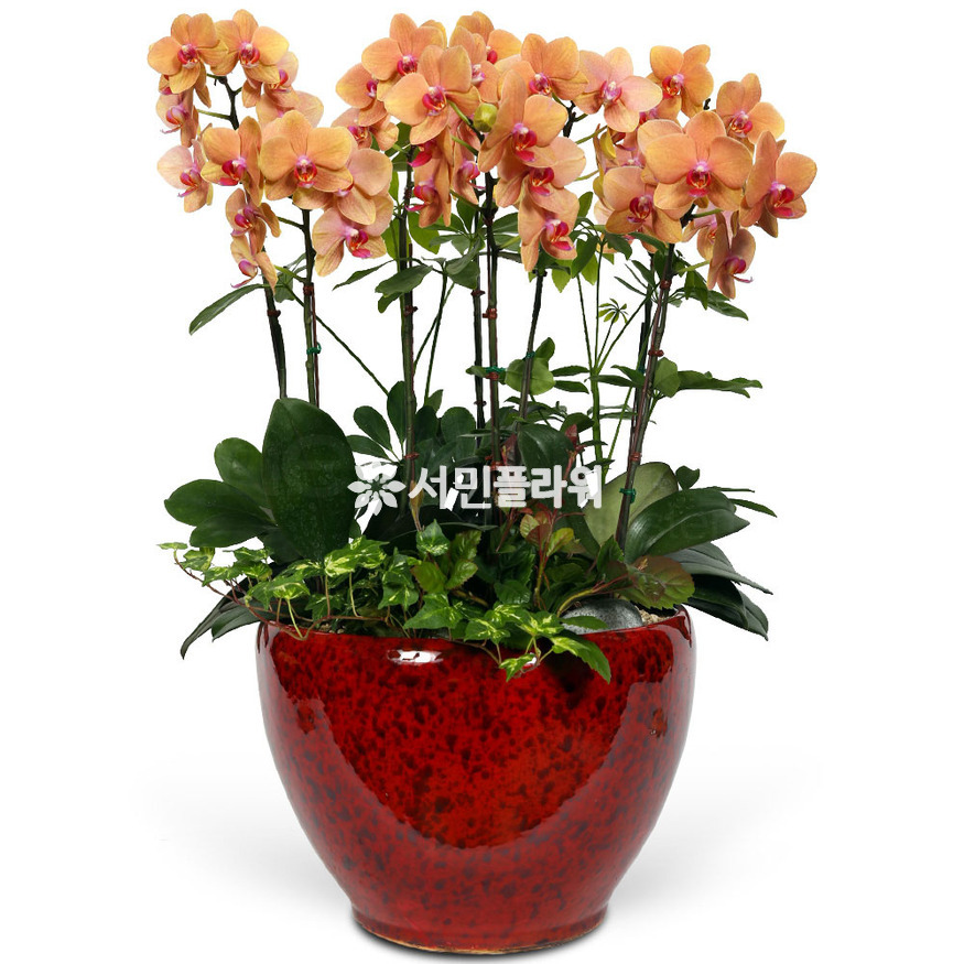 상세이미지
