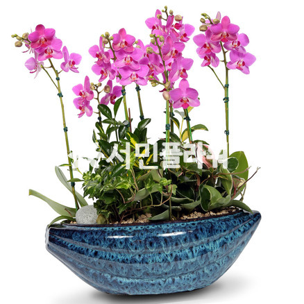 호접란f6048