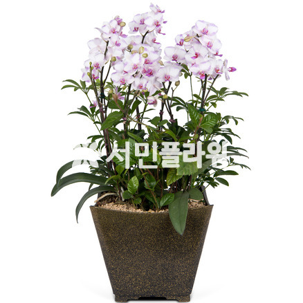 n호접란A