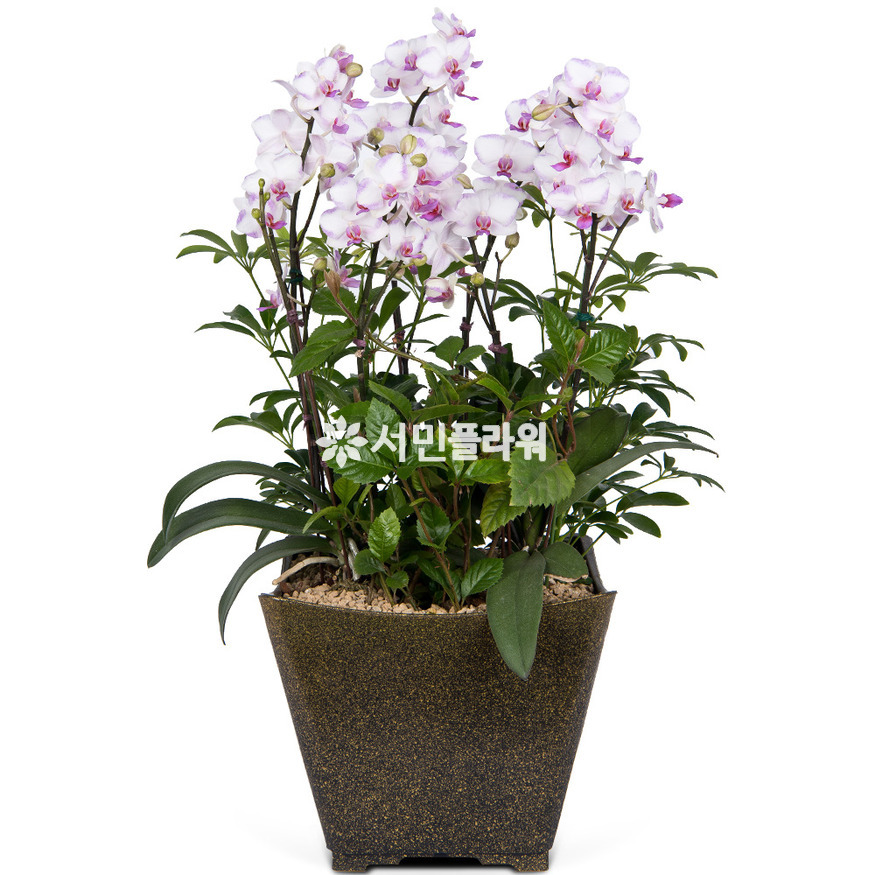 상세이미지