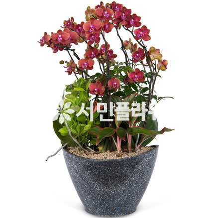 호접란 f8805