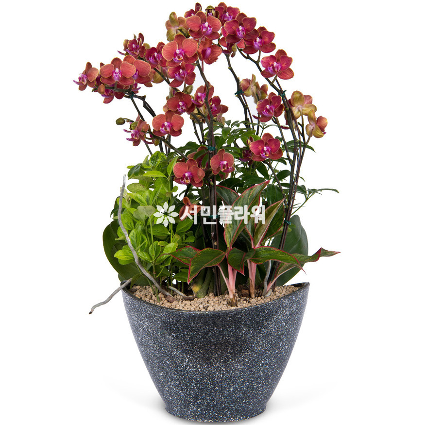 상세이미지