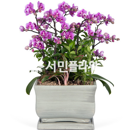 호접란 3001