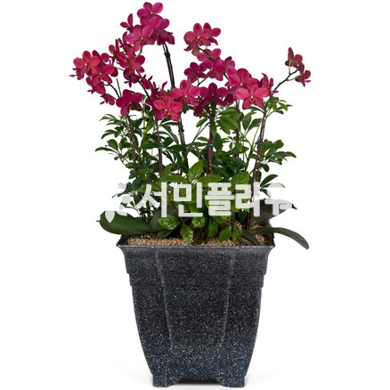 호접란 f3010