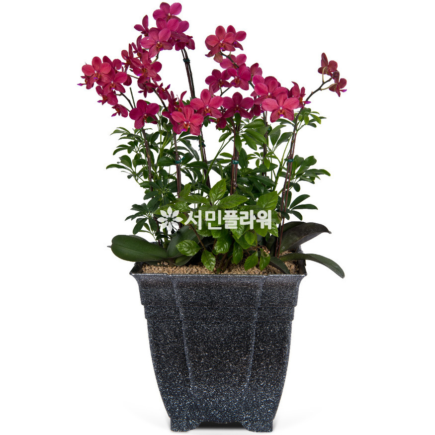 상세이미지