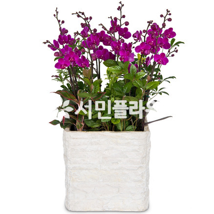 만천홍(사각분)