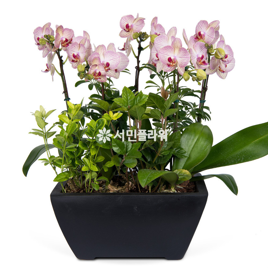 상세이미지