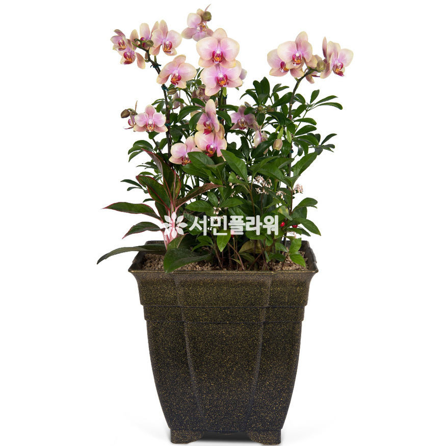 상세이미지