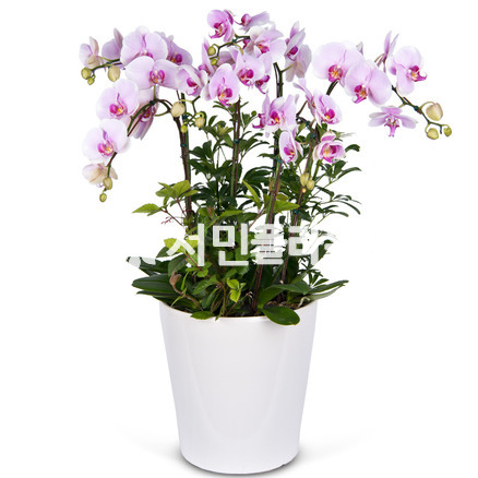 핑크 호접란