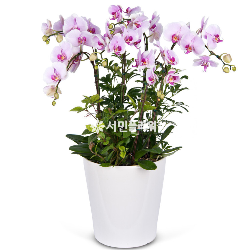 상세이미지