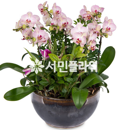 연핑크호접-849