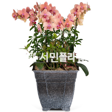 호접란(오렌지)6