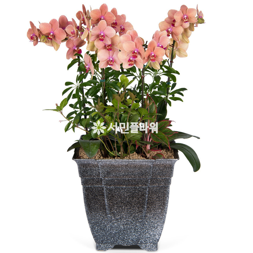 상세이미지
