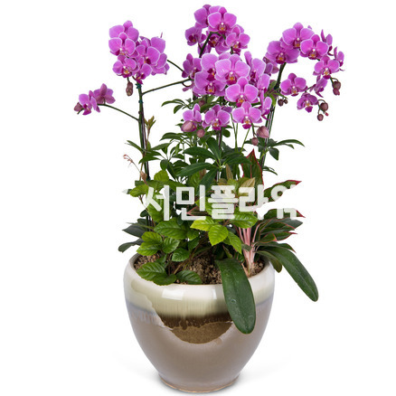 미니호접-웨딩