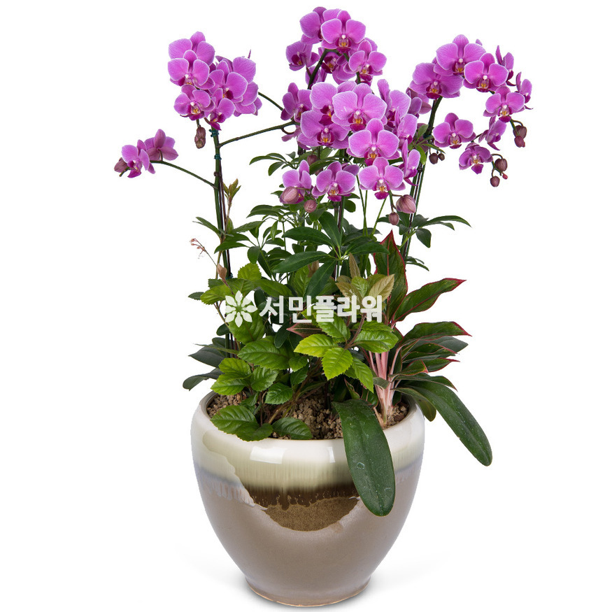 상세이미지