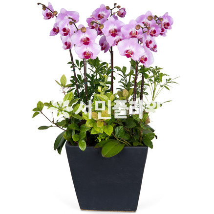 호접란(고급분)