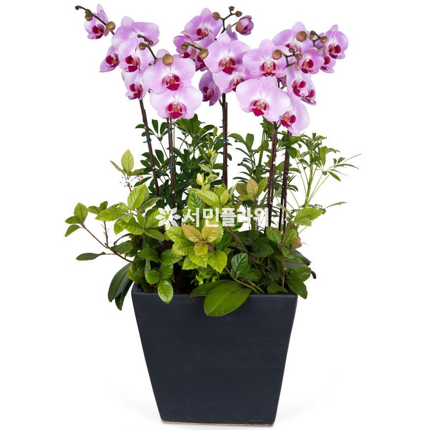 상세이미지