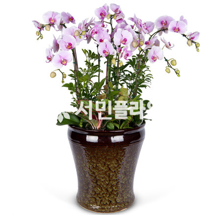 연핑크호접란