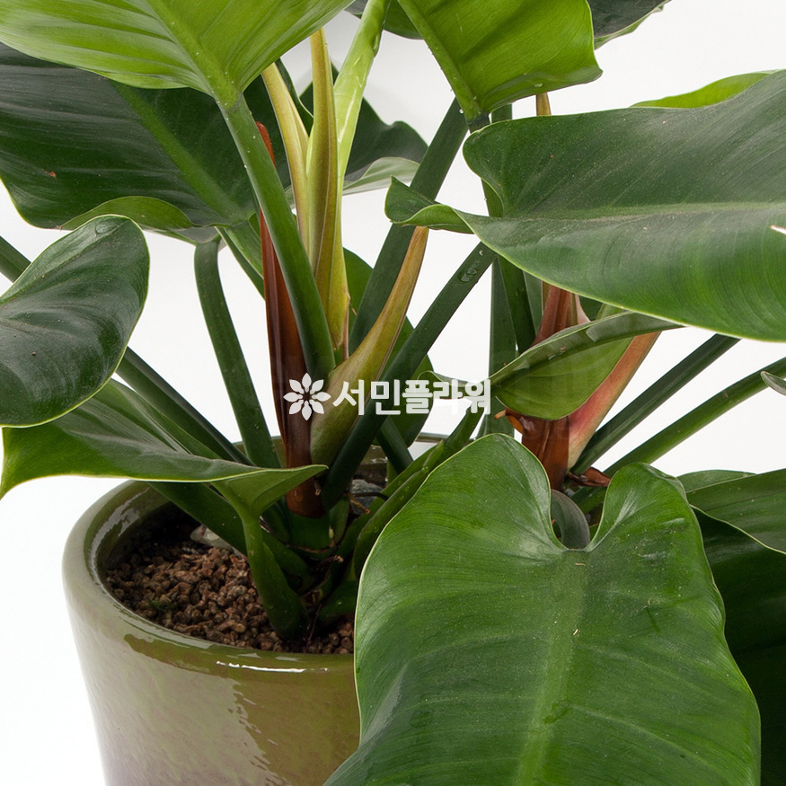상세이미지