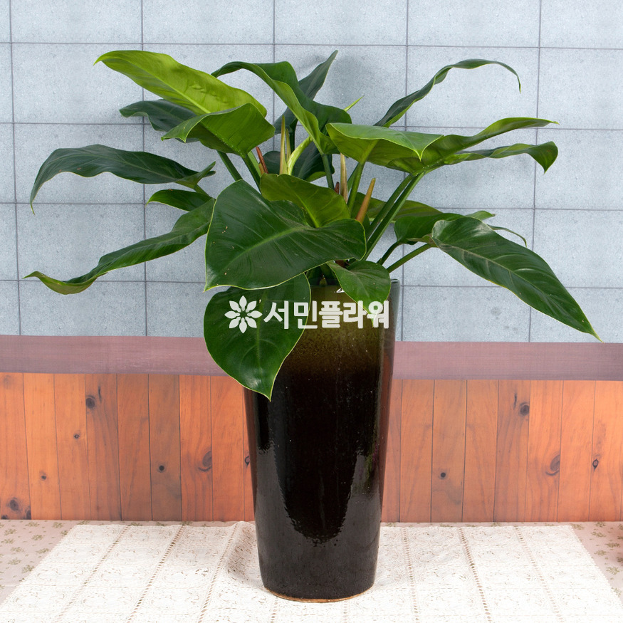 상세이미지