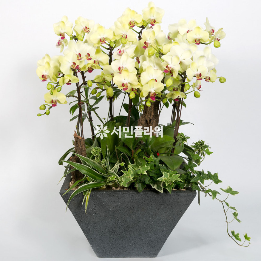 상세이미지