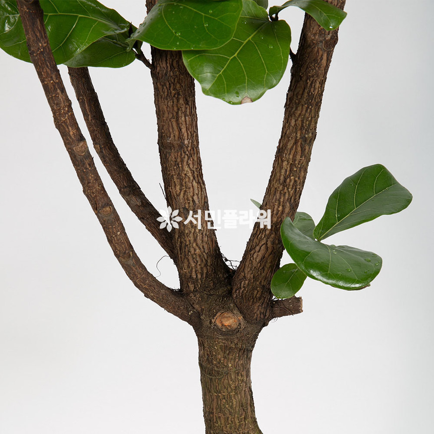 상세이미지