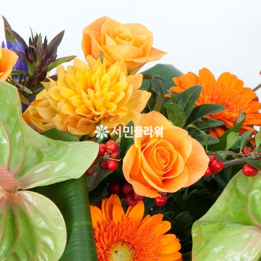 상세이미지