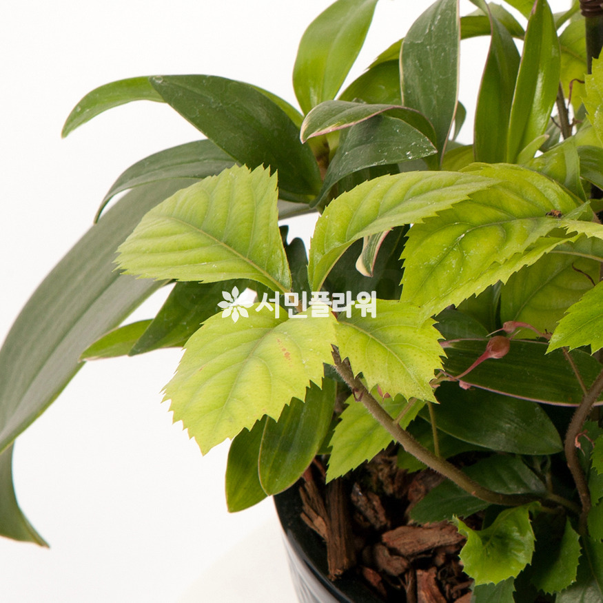 상세이미지