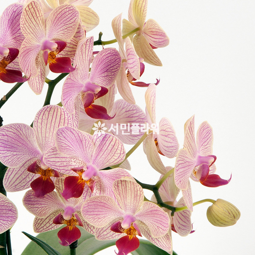 상세이미지