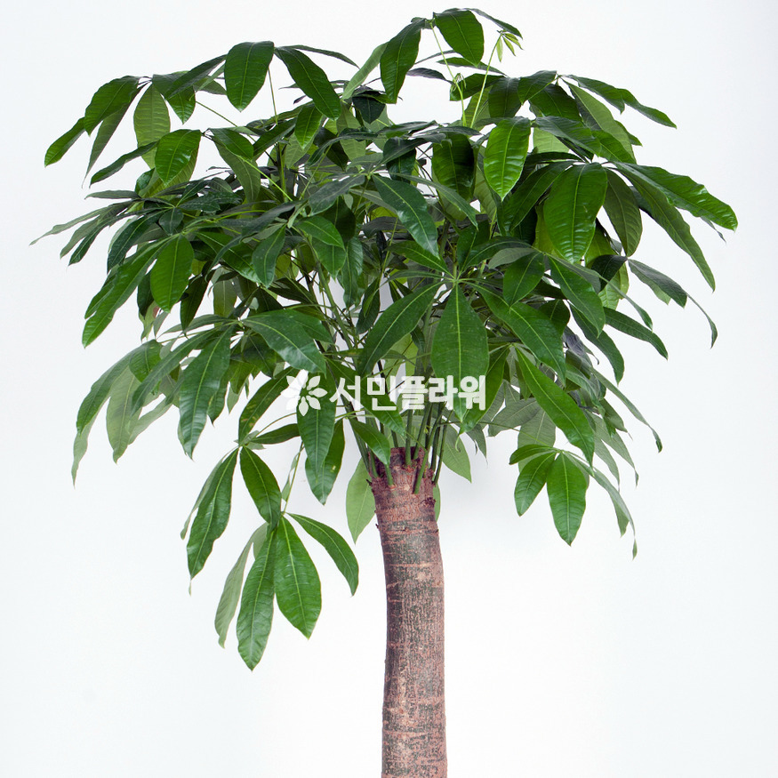 상세이미지