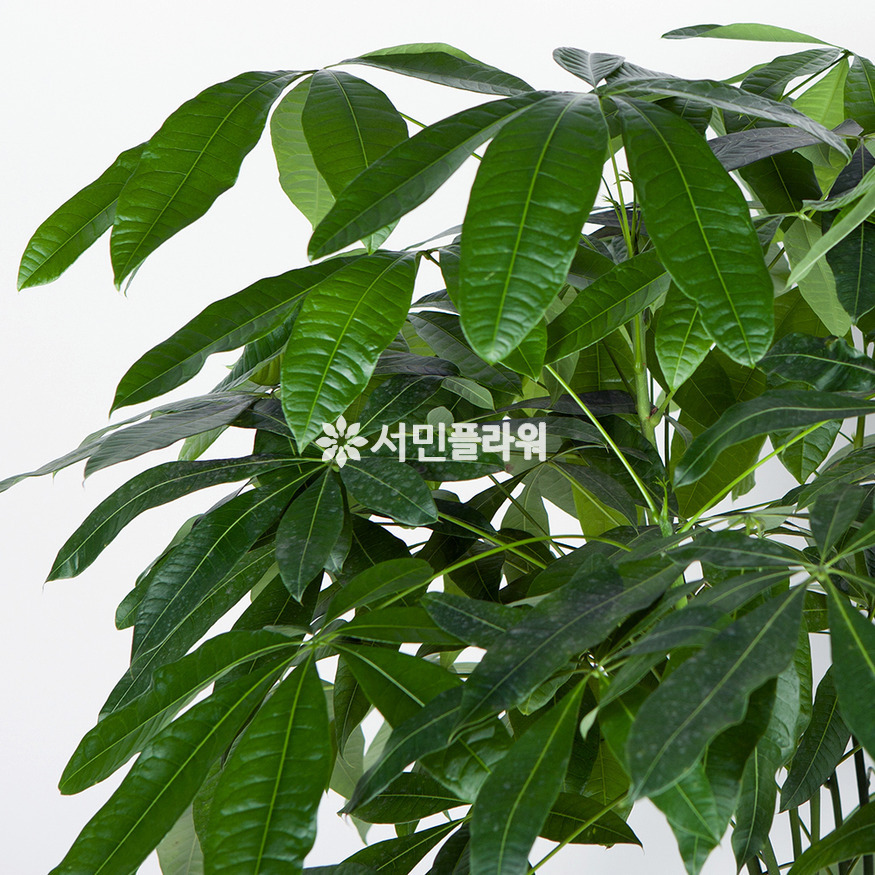 상세이미지