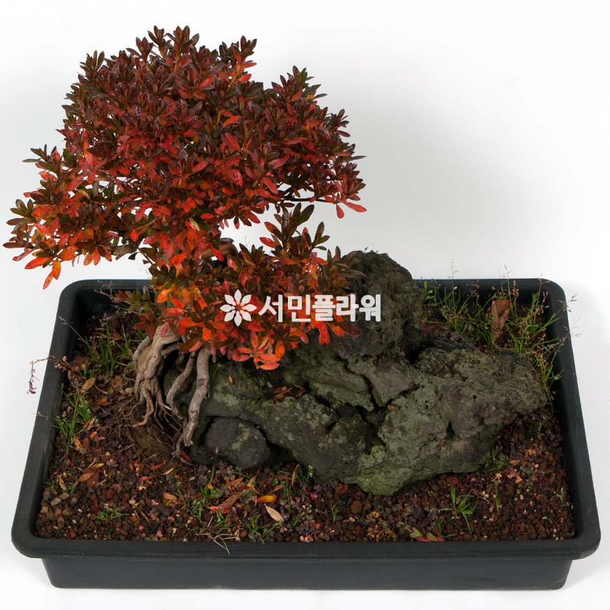 상세이미지