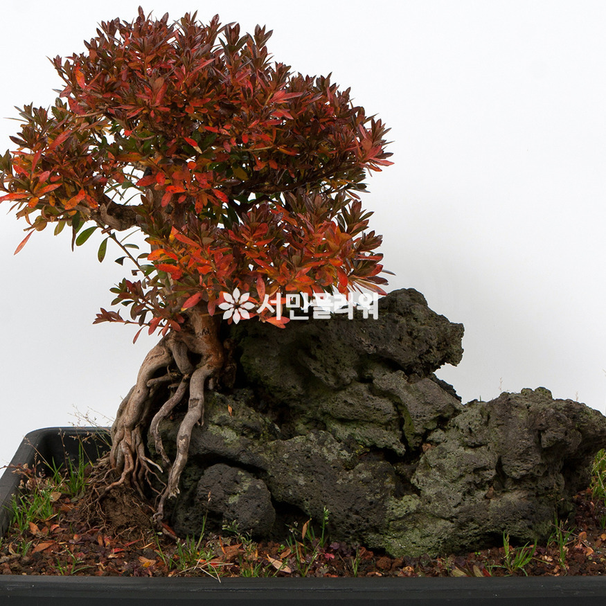 상세이미지
