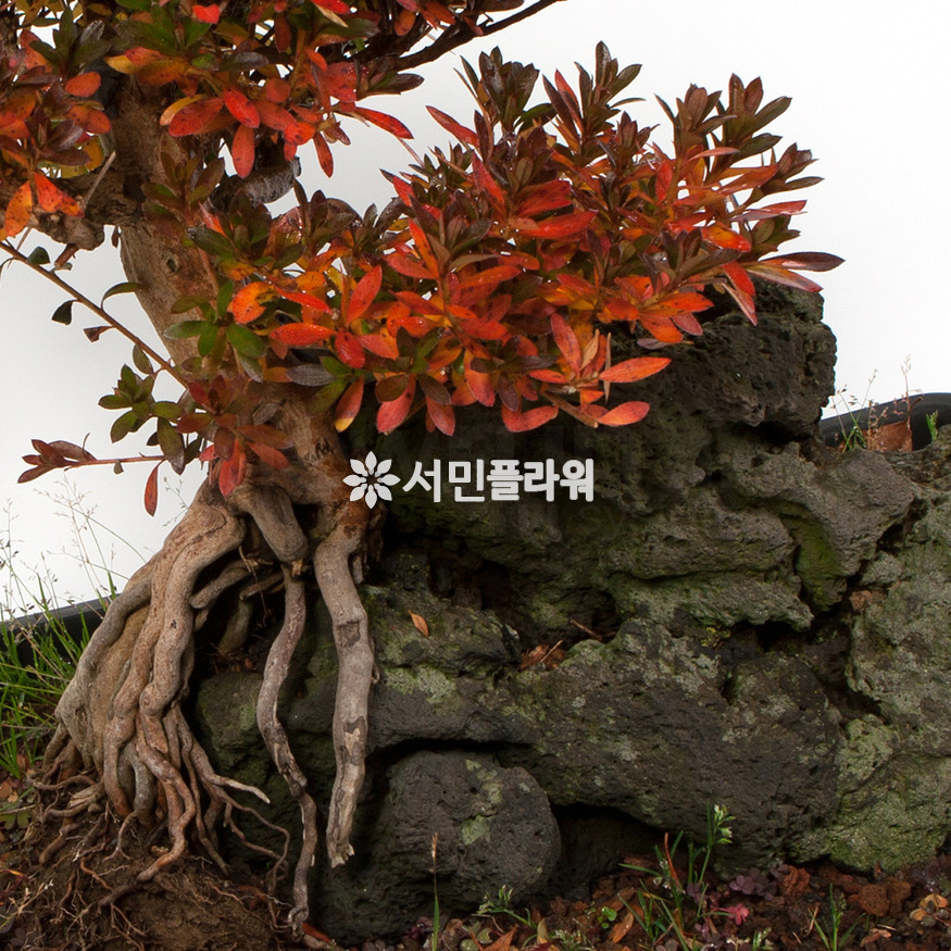 상세이미지