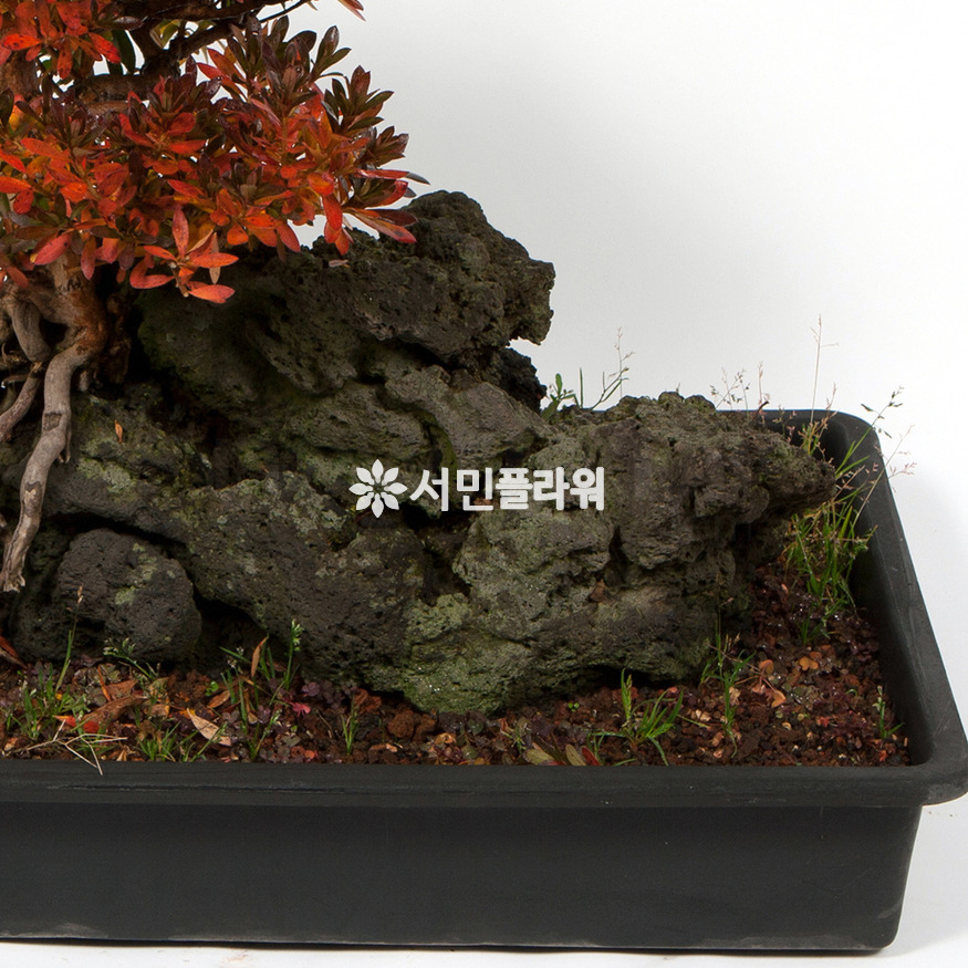 상세이미지