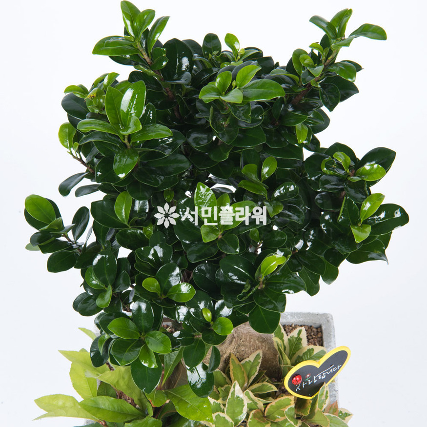 상세이미지