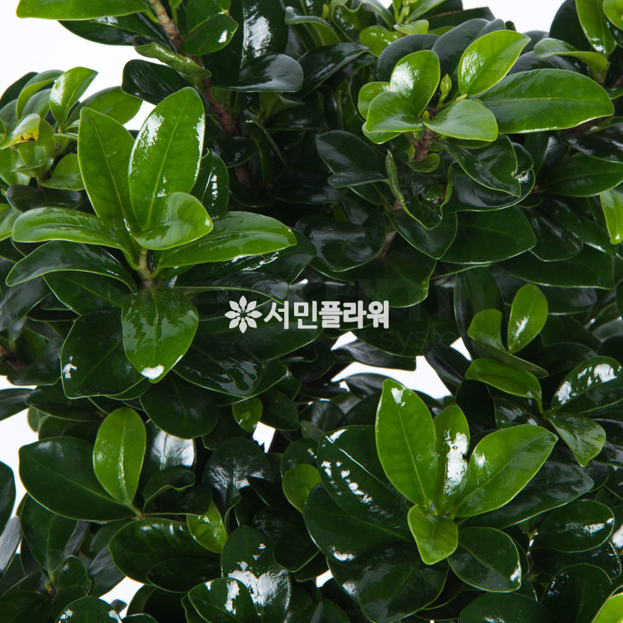 상세이미지