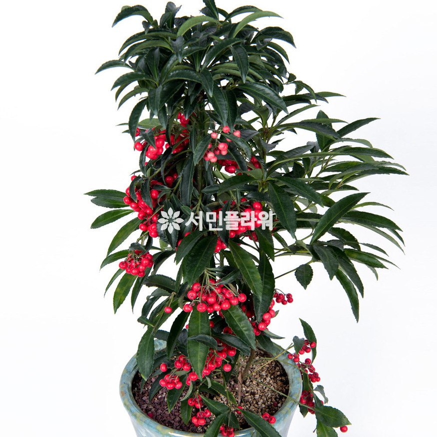 상세이미지
