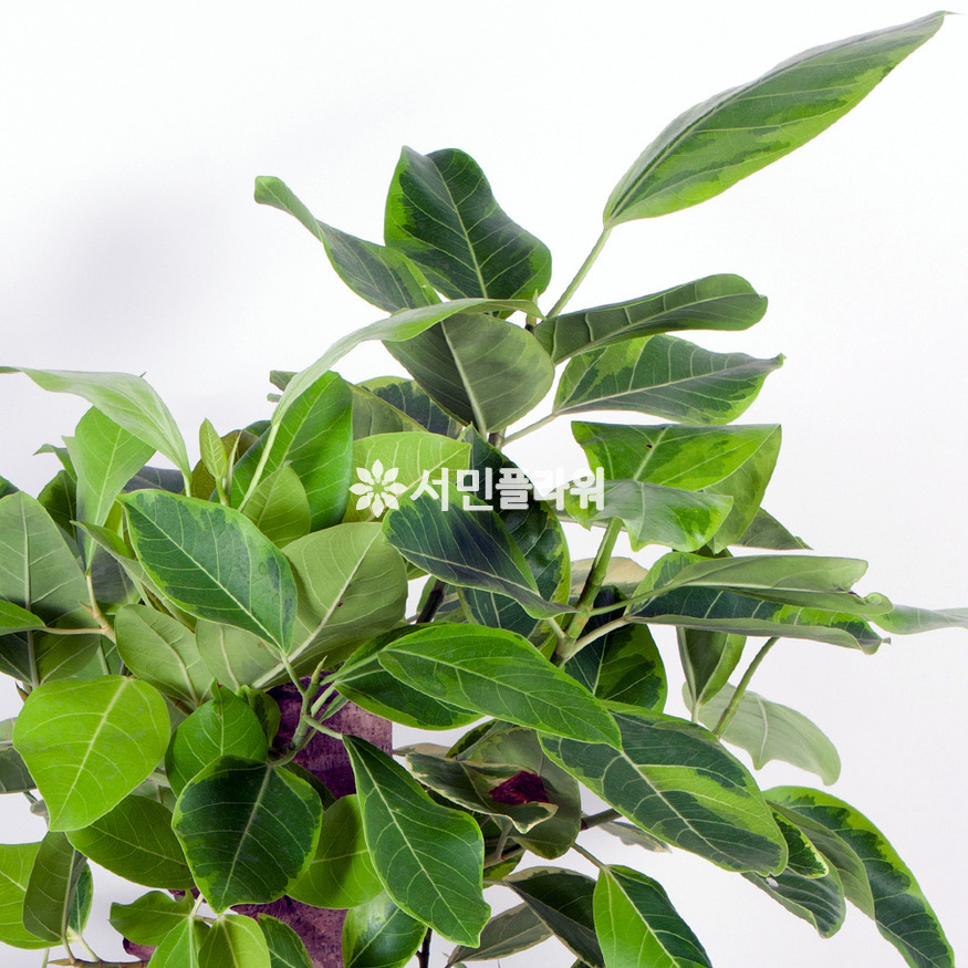 상세이미지
