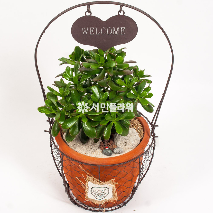 상세이미지