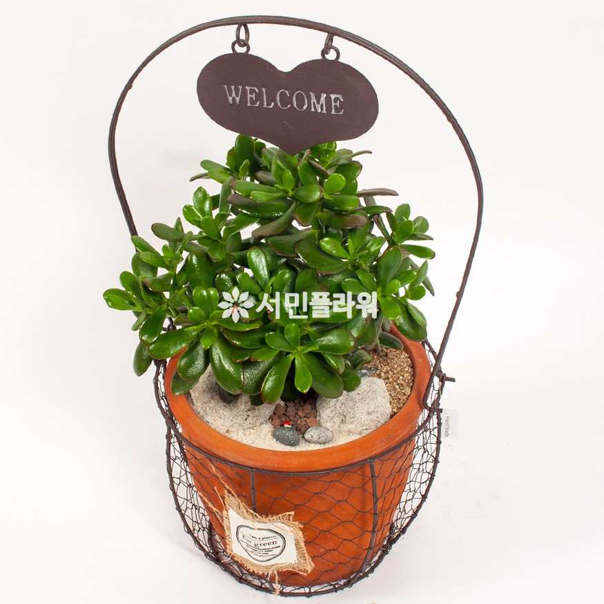 상세이미지
