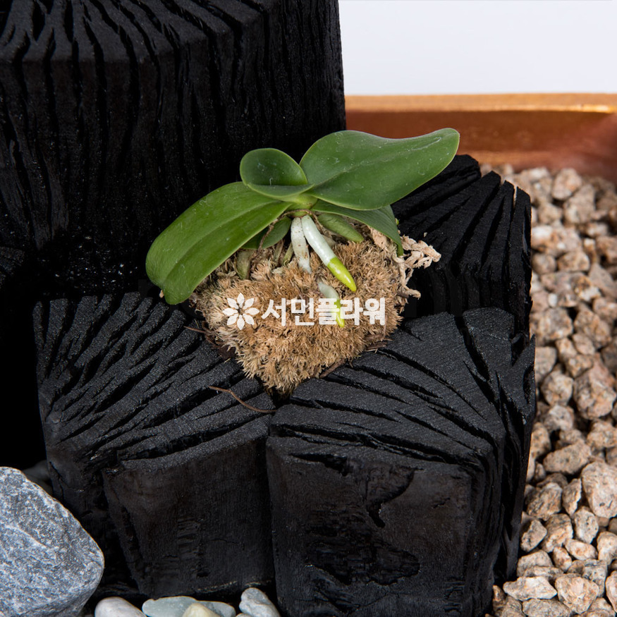 상세이미지