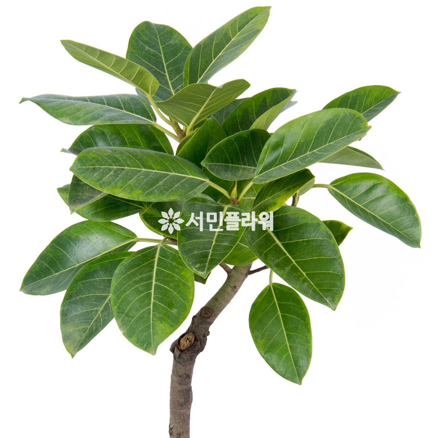 상세이미지